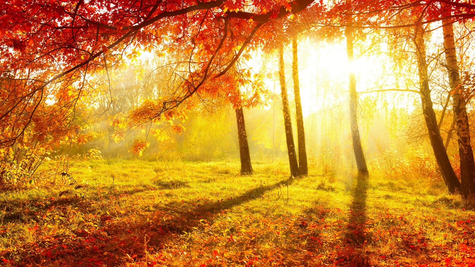 wallpaper et fond d'écran automne nature lumière paysage saison