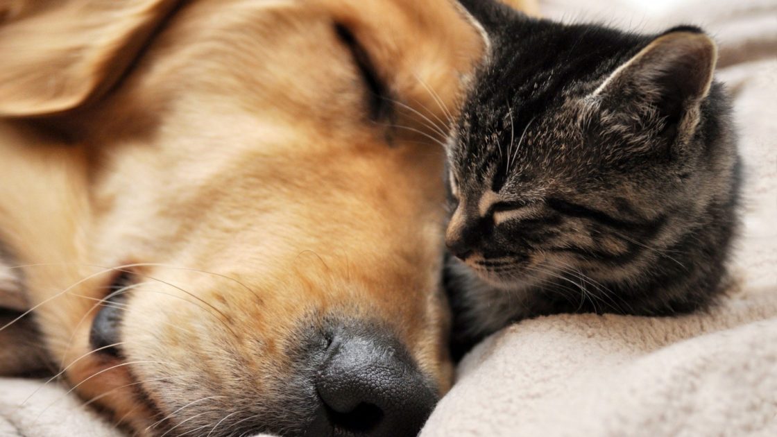 wallpaper et fond d'écran chien chat dormir sommeil animaux