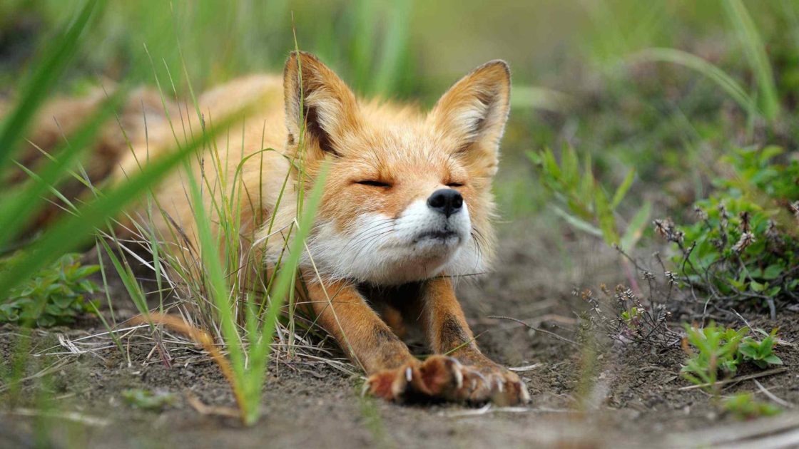 wallpaper et fond d'écran renard réveil animaux