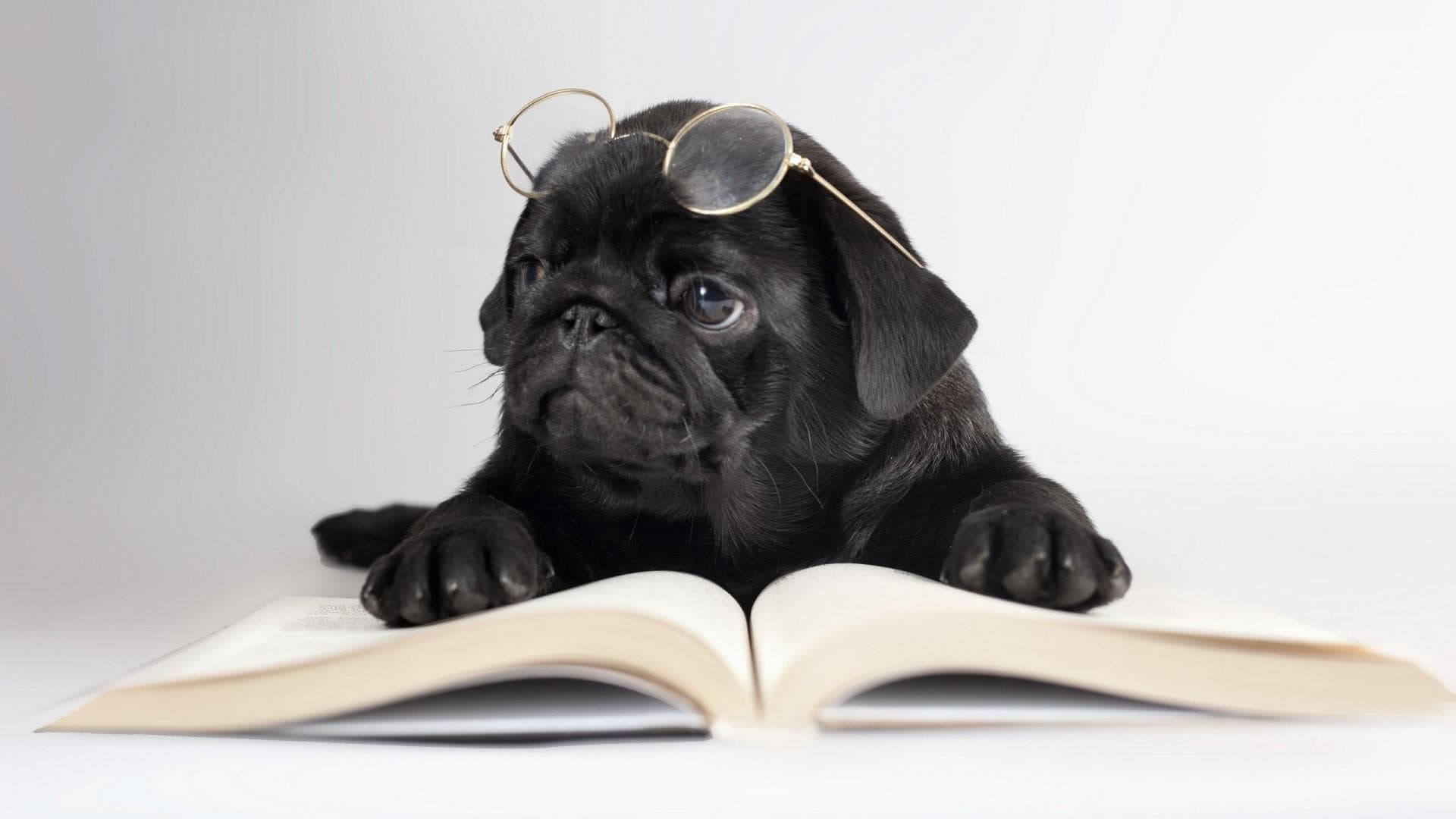 wallpaper et fond d'écran détente lecture chien humour