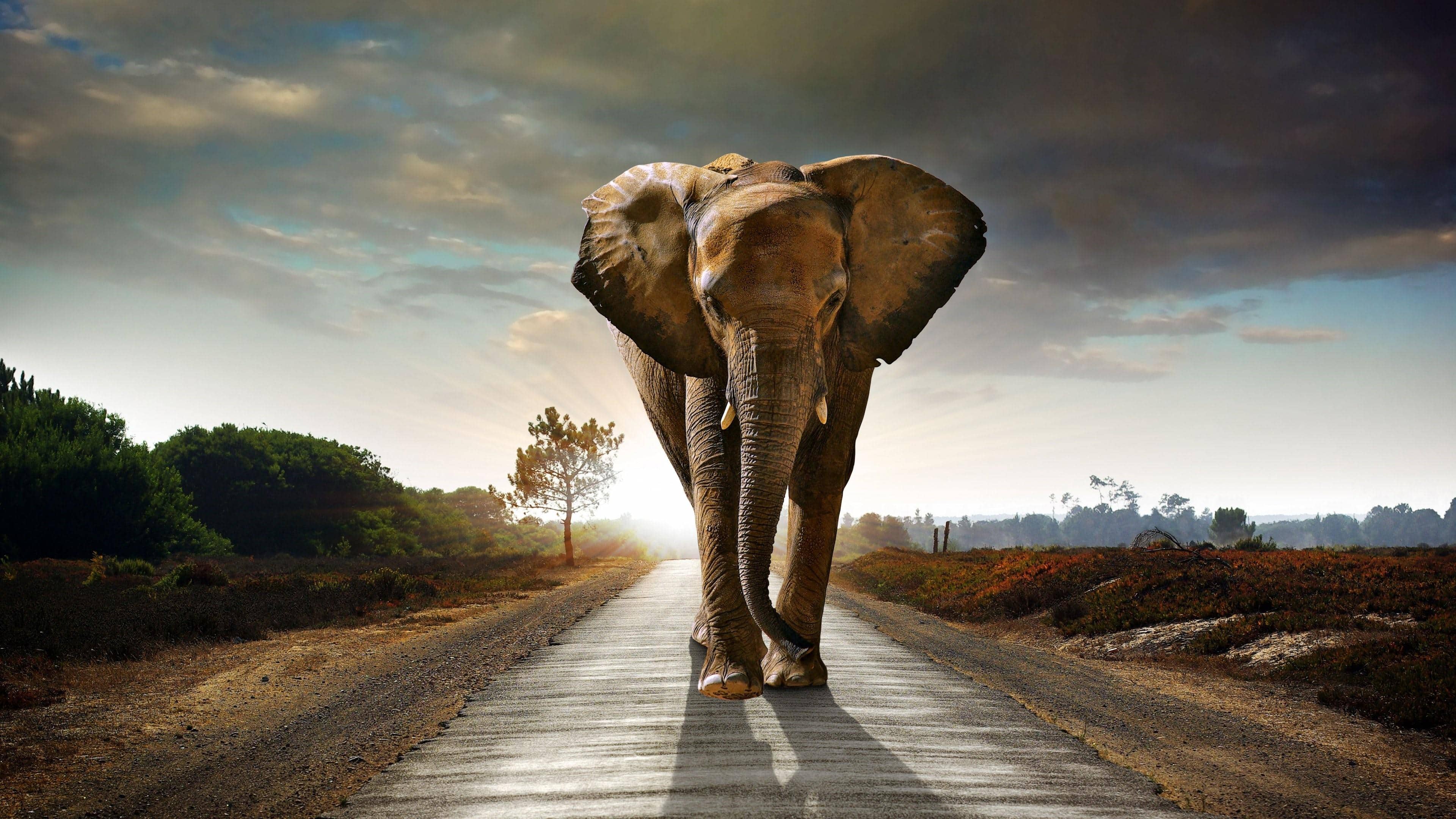 wallpaper et fond d'écran éléphant art nature