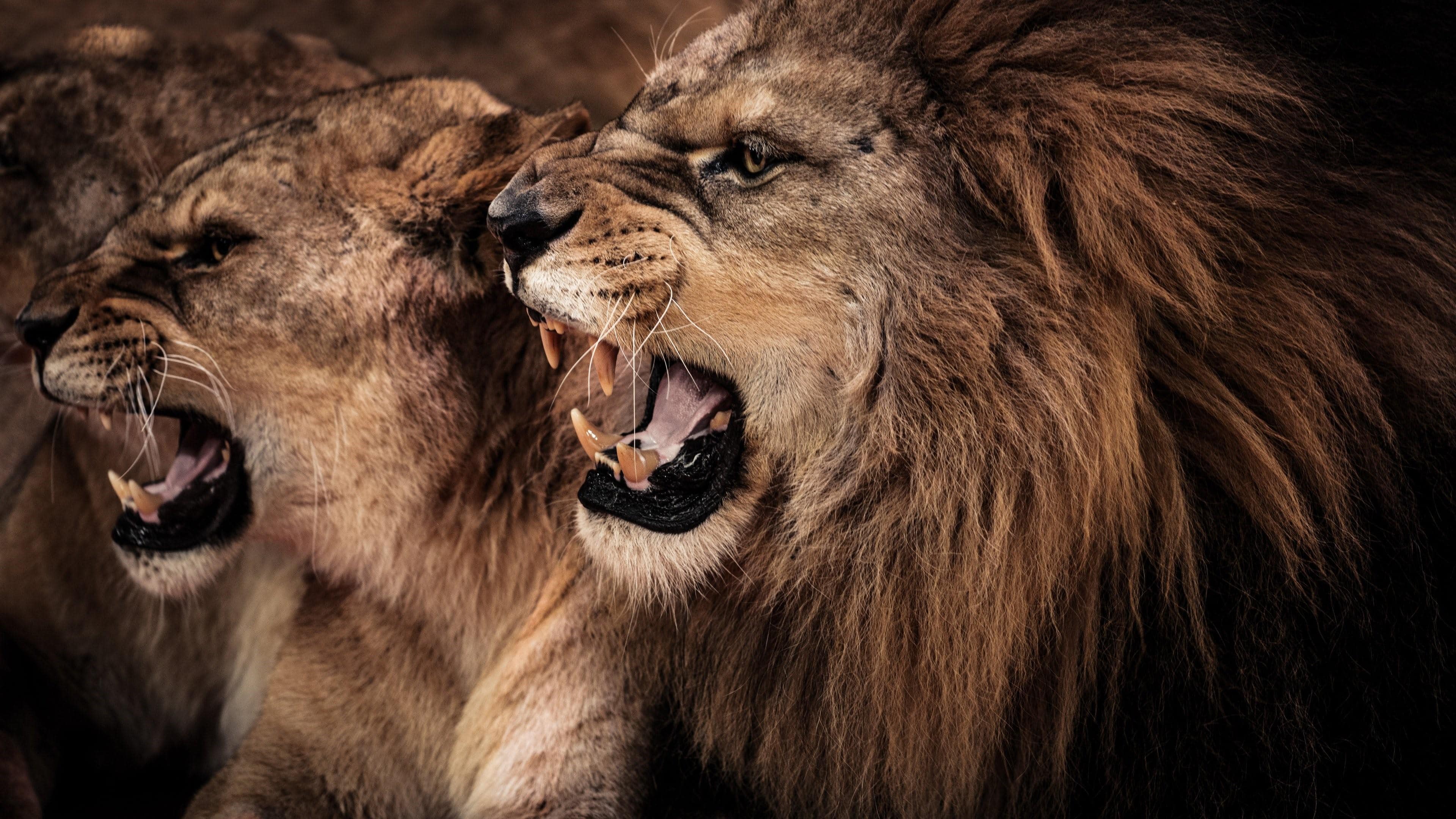 wallpaper et fond d'écran animaux félins lions animal portrait