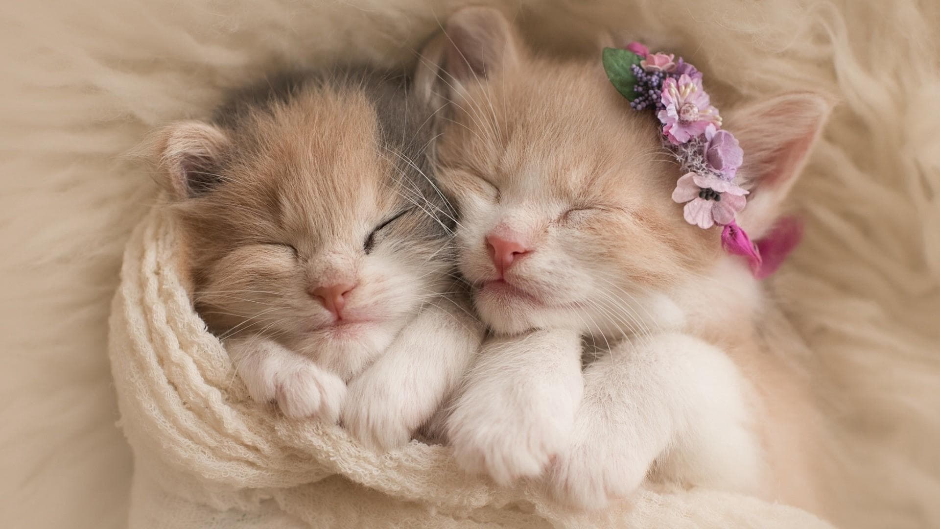 wallpaper et fond d'écran chatons chat animaux portrait mignon