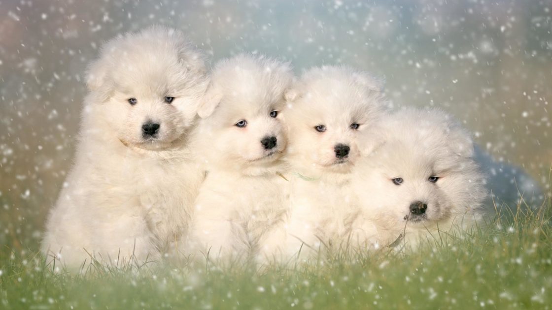 wallpaper et fond d'écran chiots chiens animaux portrait