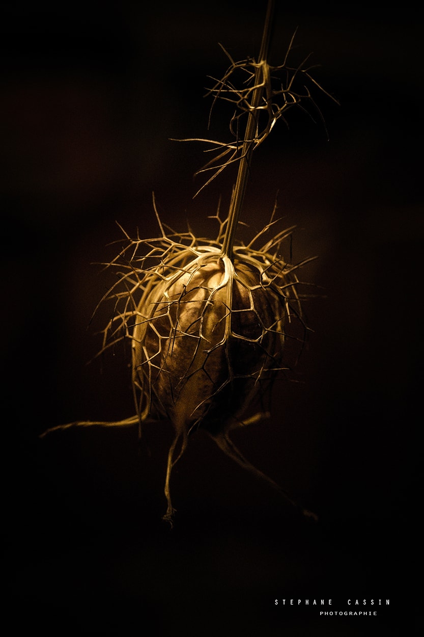 photographie fleurs nature macro fleuri jardin lumière