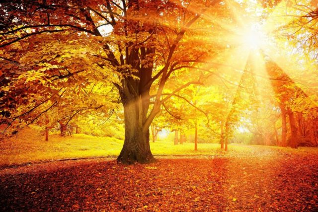 wallpaper et fond d'écran automne nature saison paysage feuilles