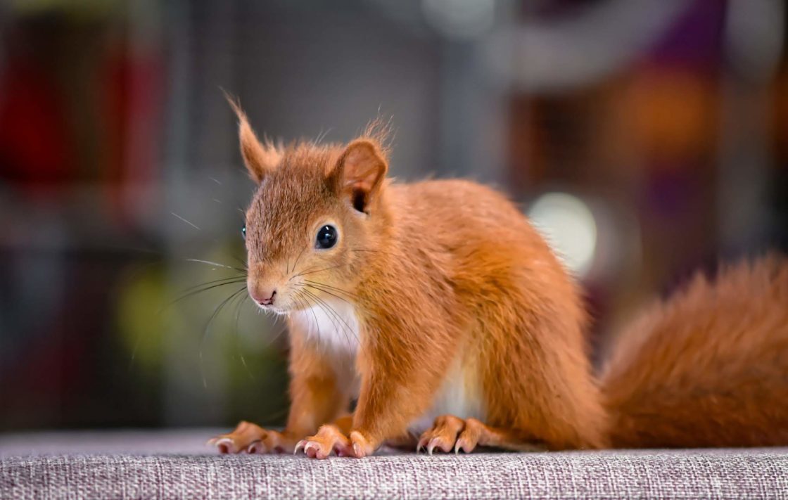 wallaper et fond d'écran écureuil animaux