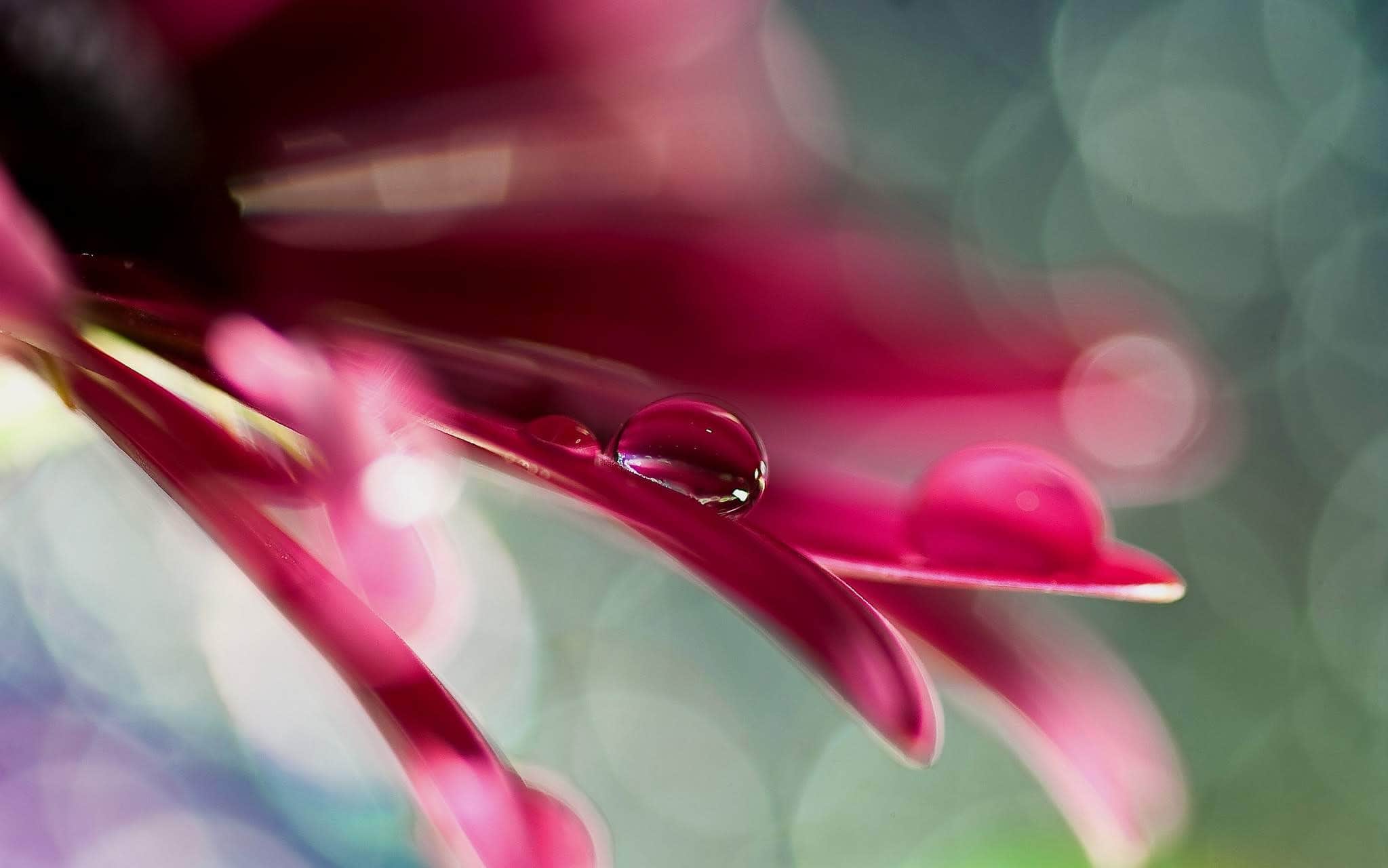 wallpaper et fond d'écran goutte fleur jardin fleuri nature