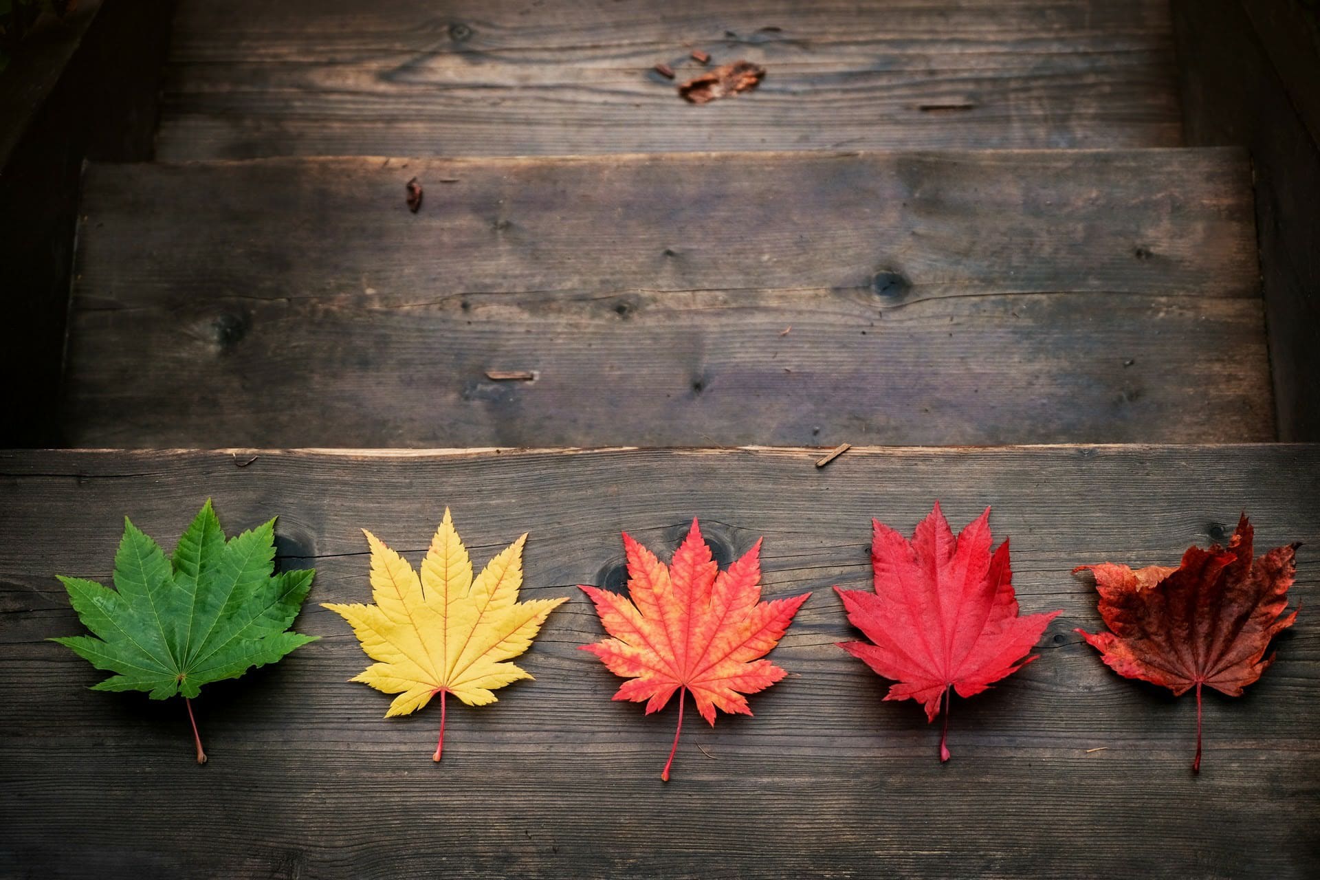 wallpaper et fond d'écran feuilles automne saison couleurs nature