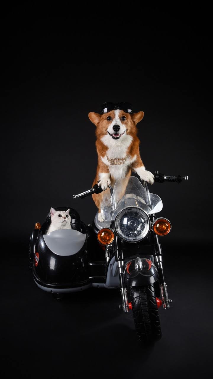 wallpaper et fond d'écran animaux chien chat moto humour