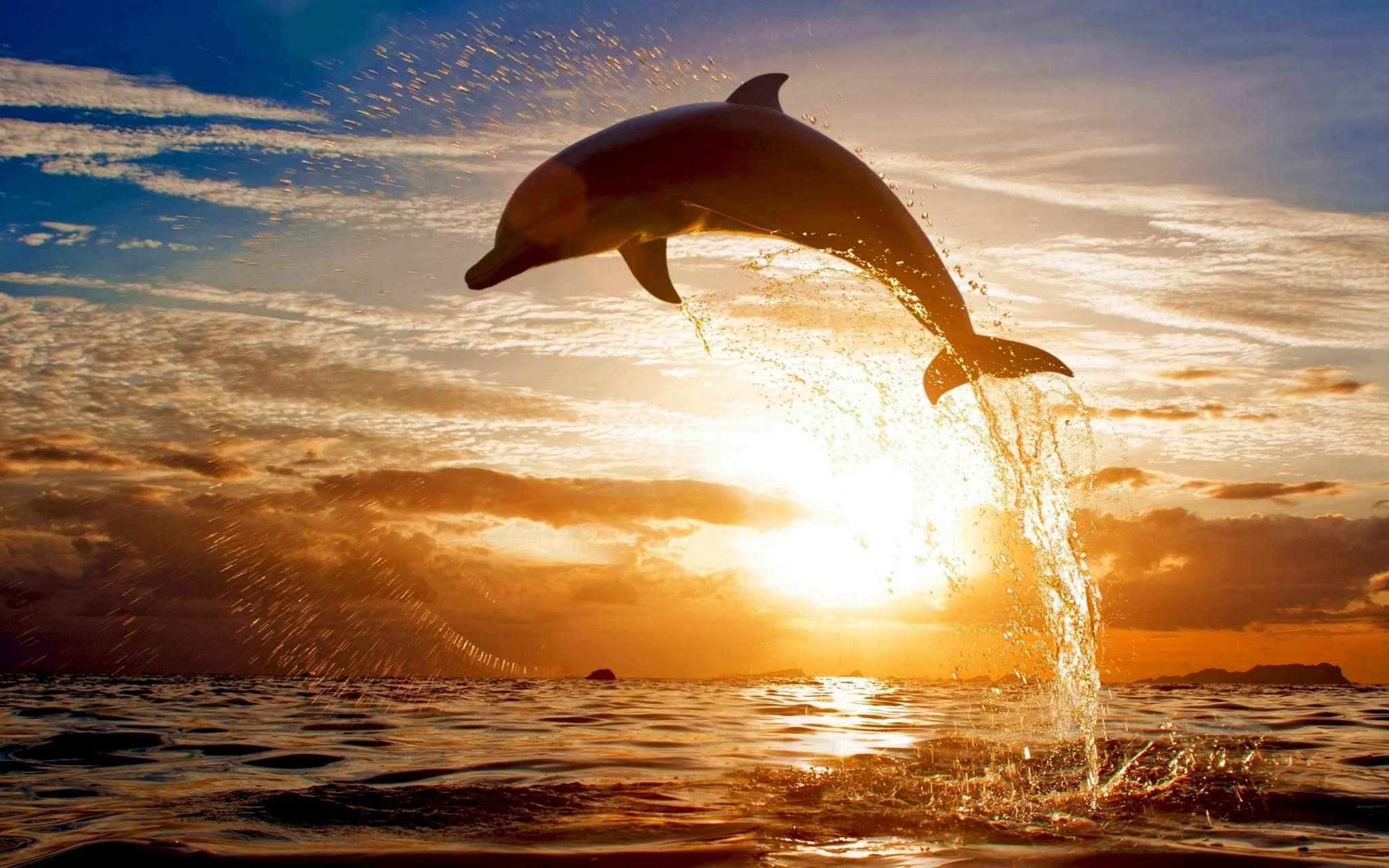 wallpaper et fond d'écran dauphin animal poisson eau coucher de soleil paysage
