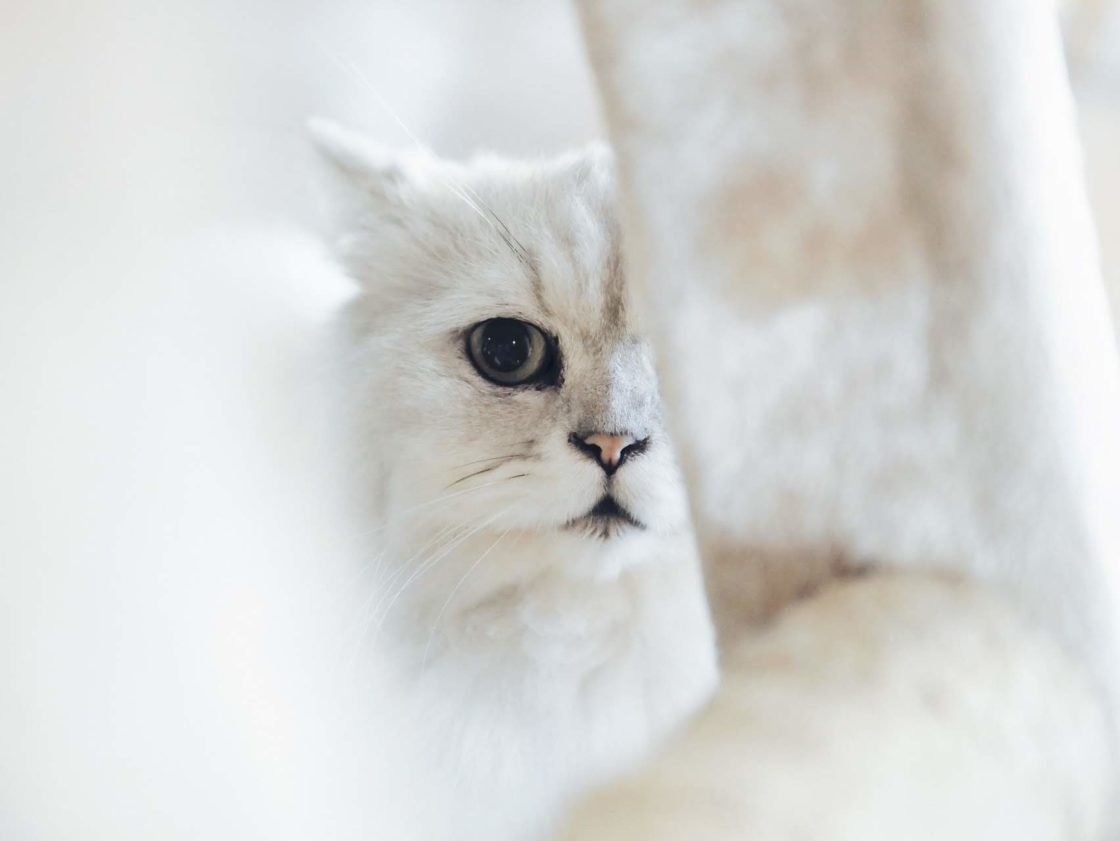 wallpaper et fond d'écran chat animaux animal