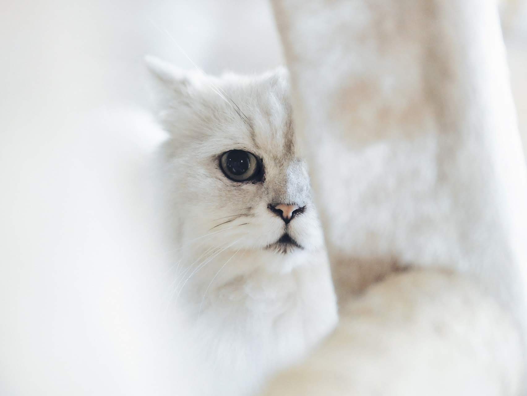 wallpaper et fond d'écran chat animaux animal