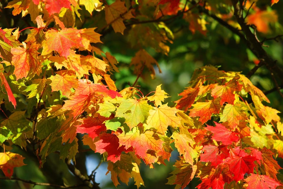 wallpaper et fond d'écran automne nature saison paysage feuilles