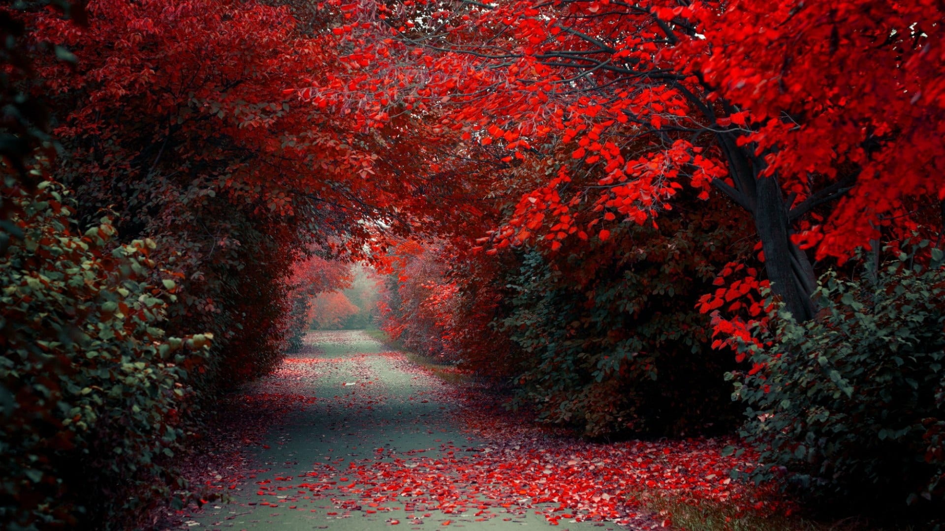 wallpaper et fond d'écran automne nature saison paysage feuilles