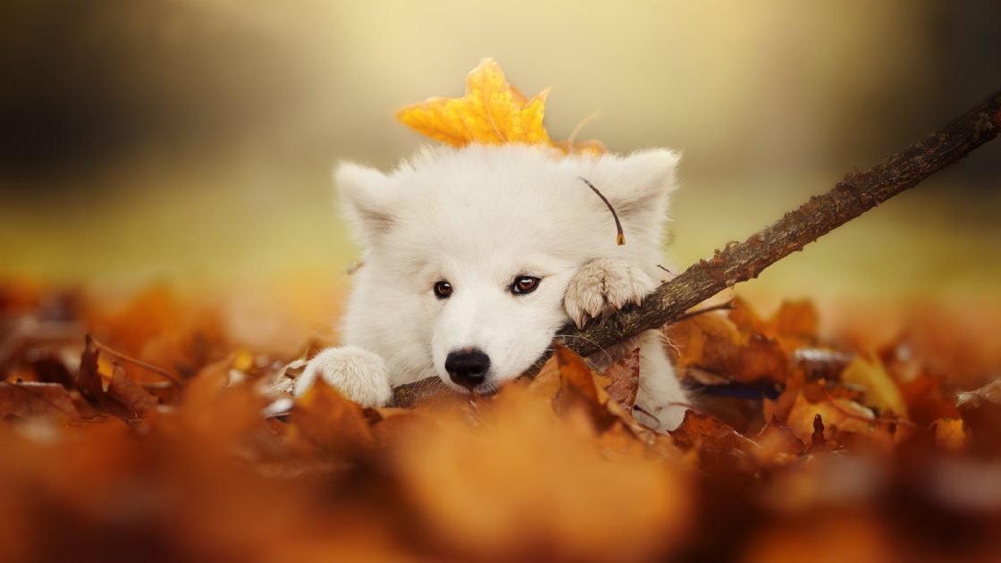 wallpaper et fond d'écran chien animaux automne nature