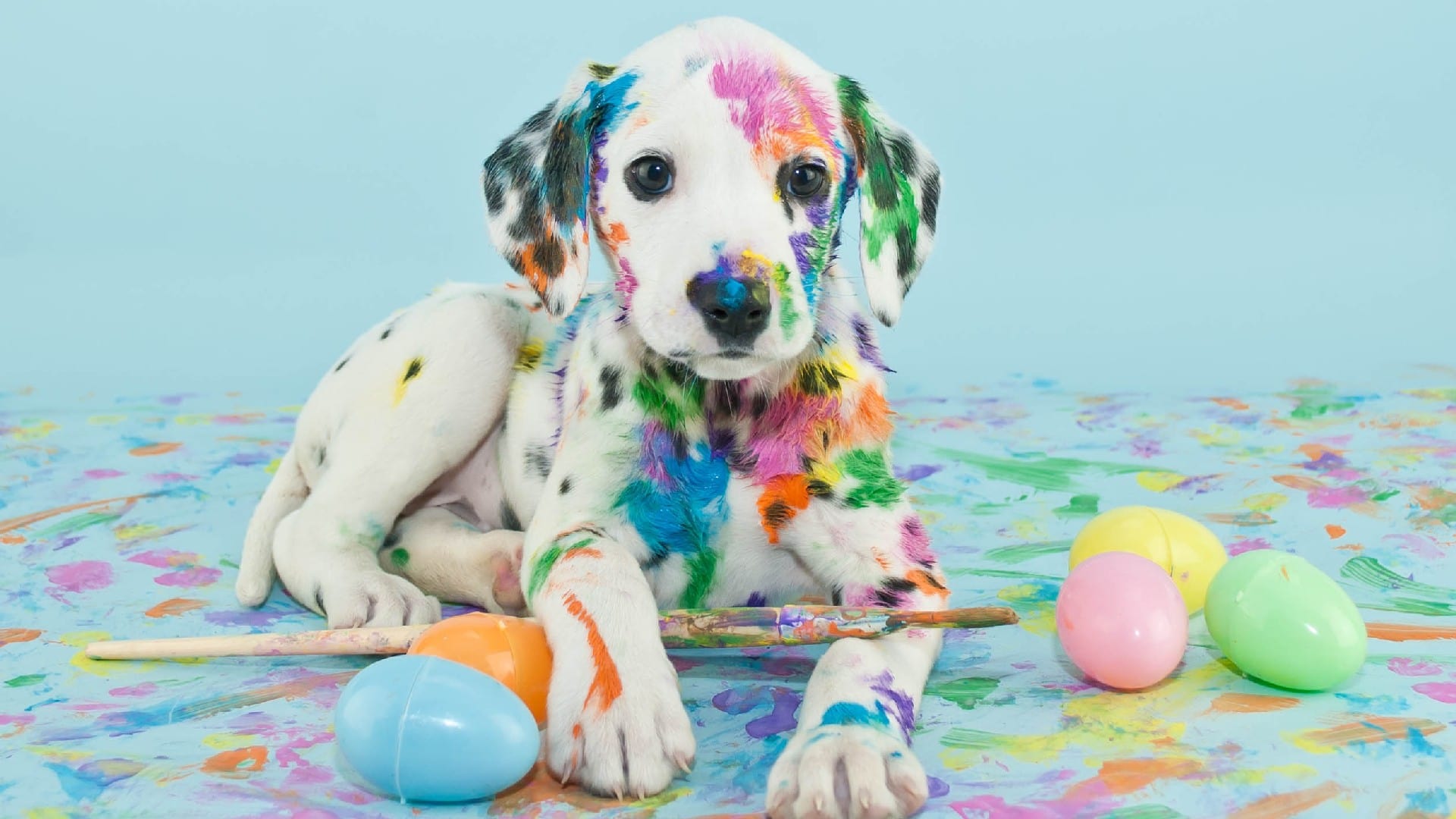 wallpaper et fond d'écran chien dalmatien animaux animal peinture amusant