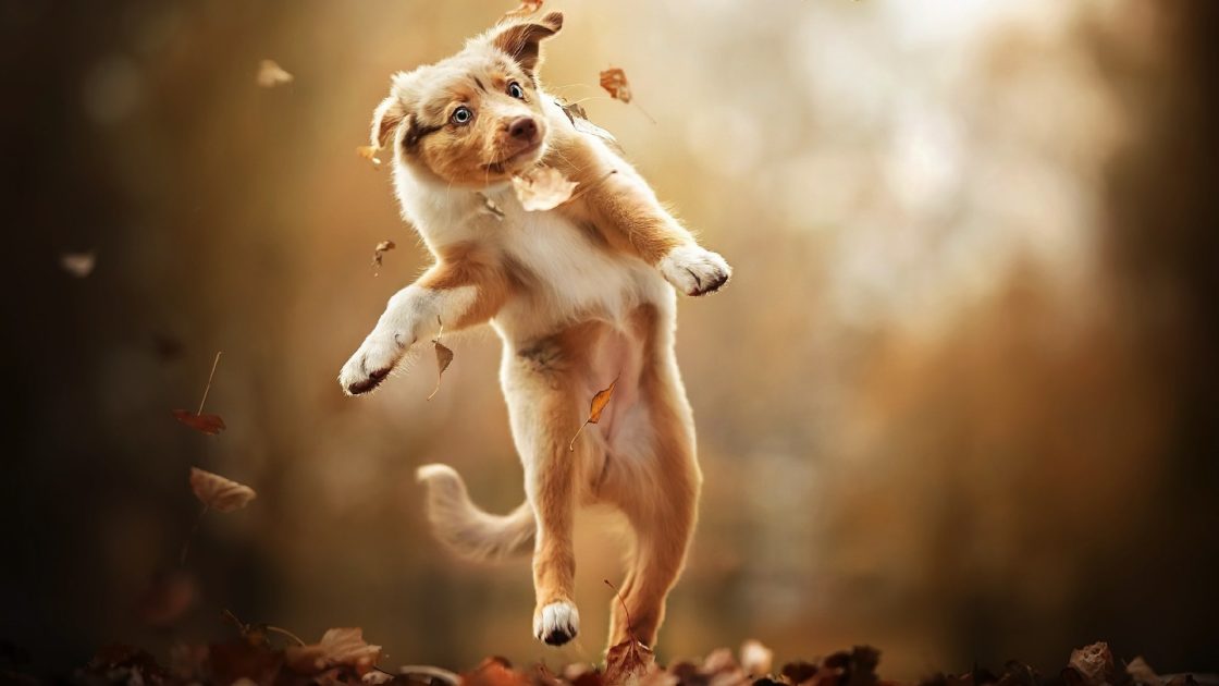 wallpaper et fond d'écran chien animal animaux nature