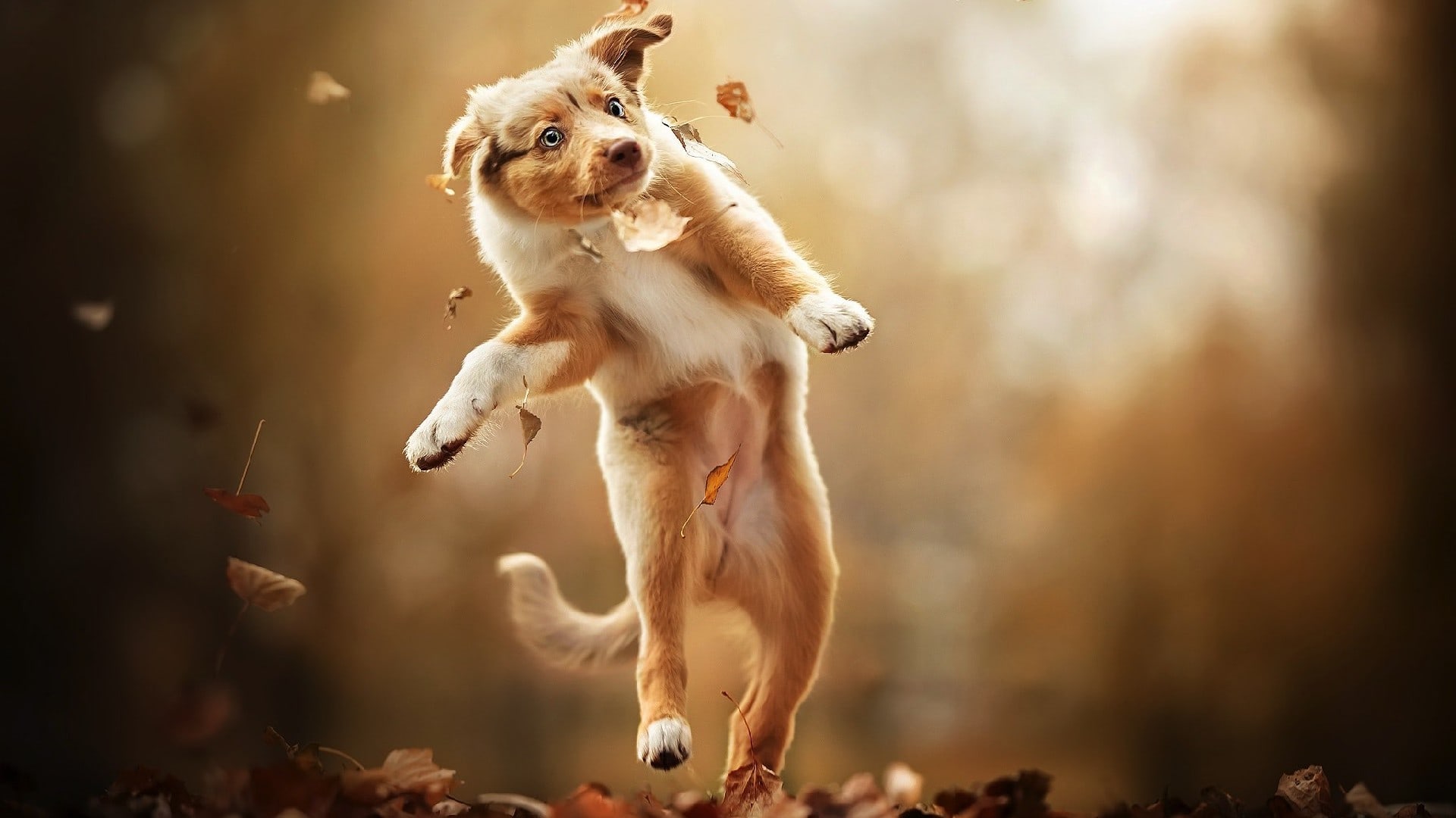wallpaper et fond d'écran chien animal animaux nature