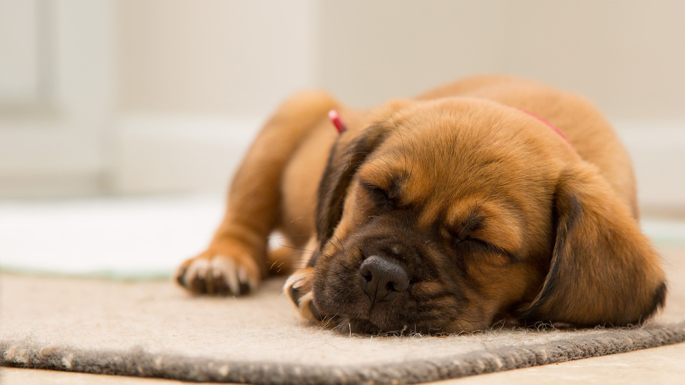 wallpaper et fond d'écran chien animal repos sommeil animaux