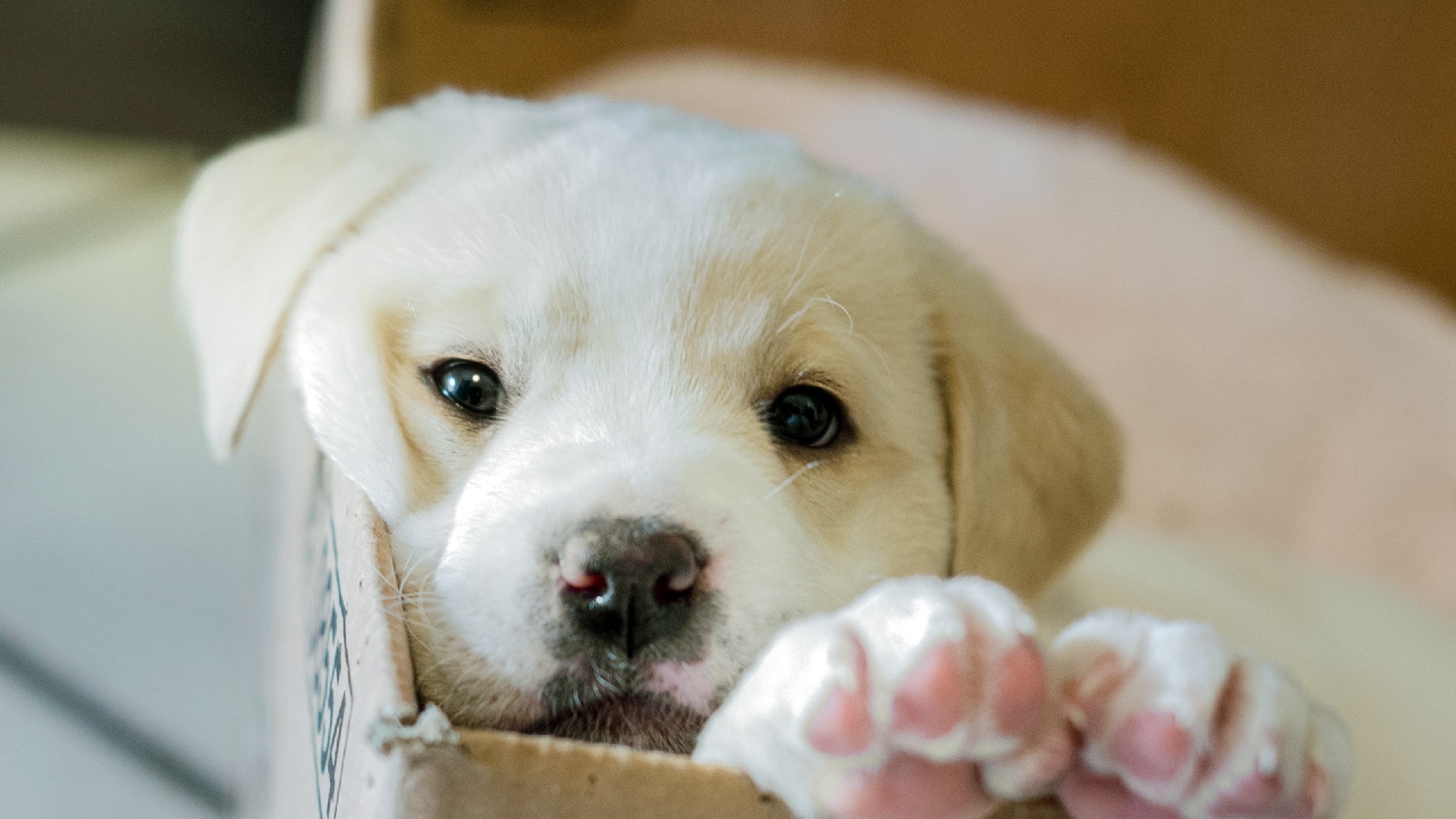 wallpaper et fond d'écran chiots chiens animaux mignon portrait