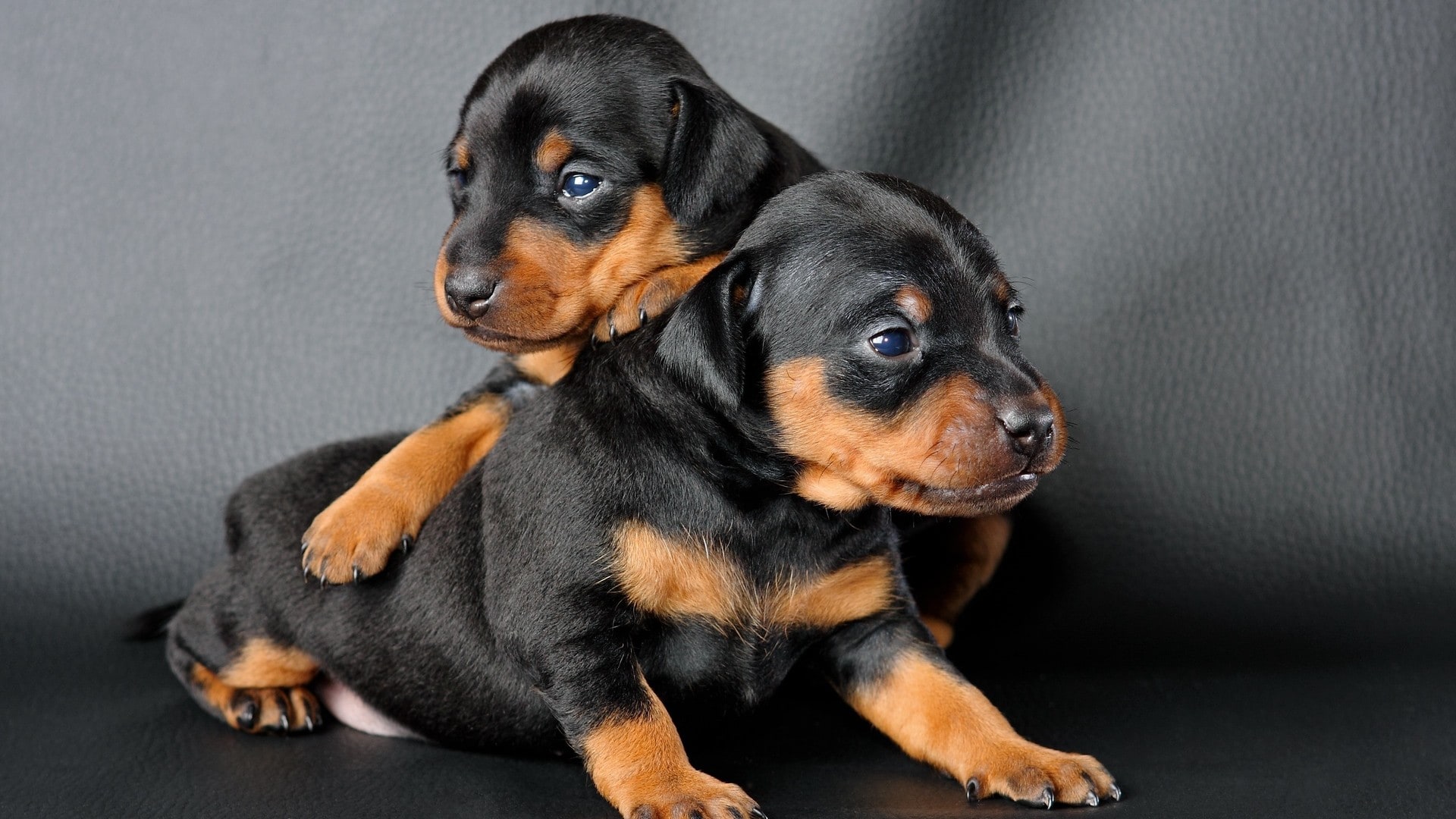 wallpaper et fond d'écran chiots chiens animaux mignon
