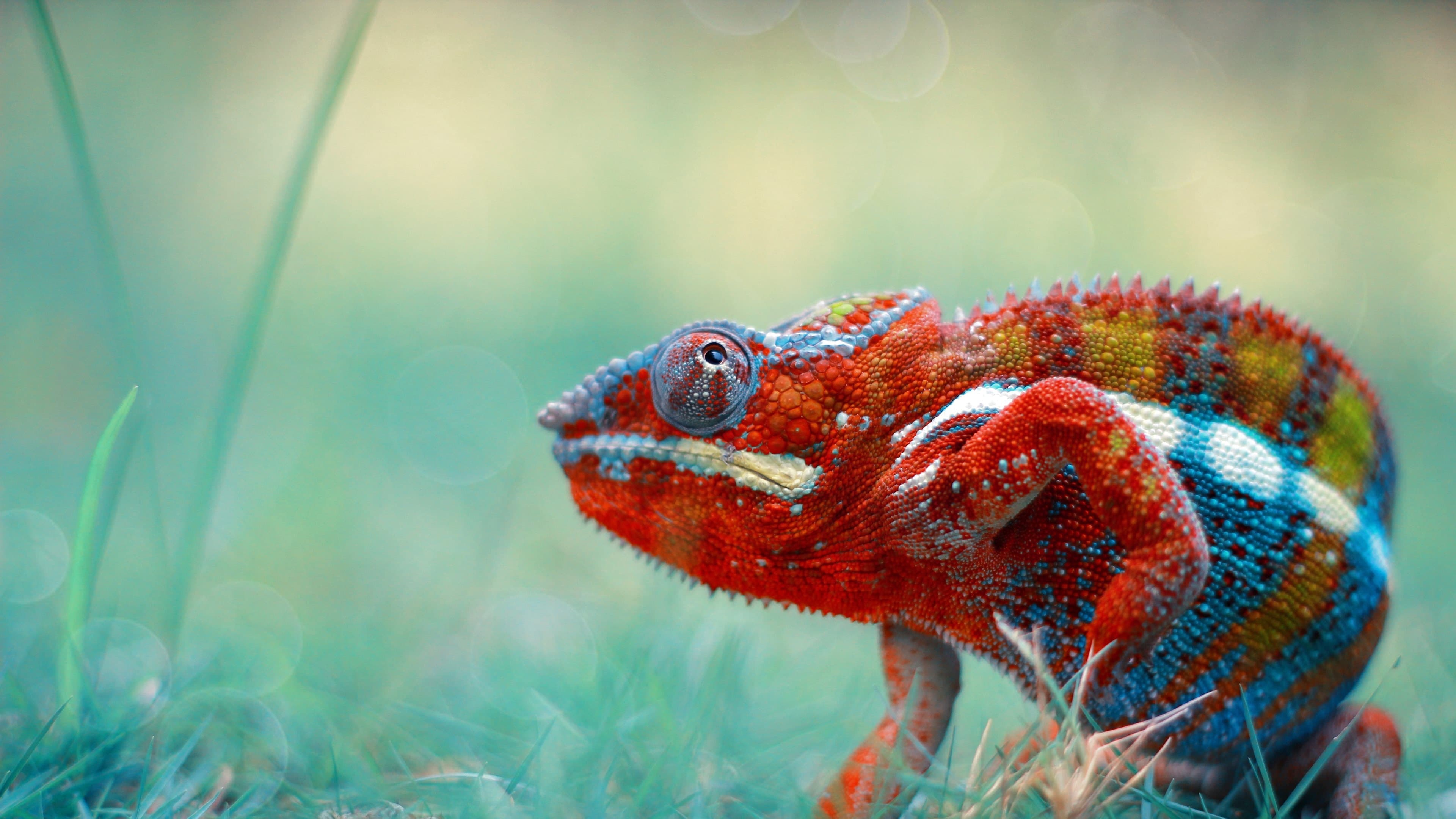 wallpaper et fond d'écran caméléon animaux animal portrait nature