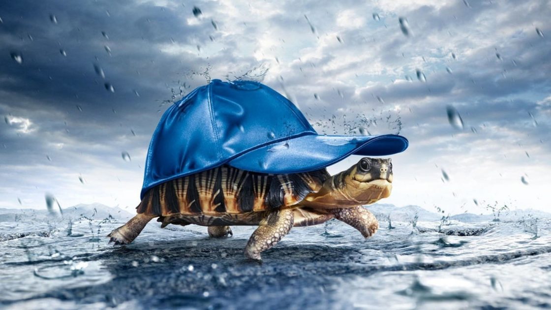 wallpaper et fond d'écran tortue animal animaux pluie temps nature