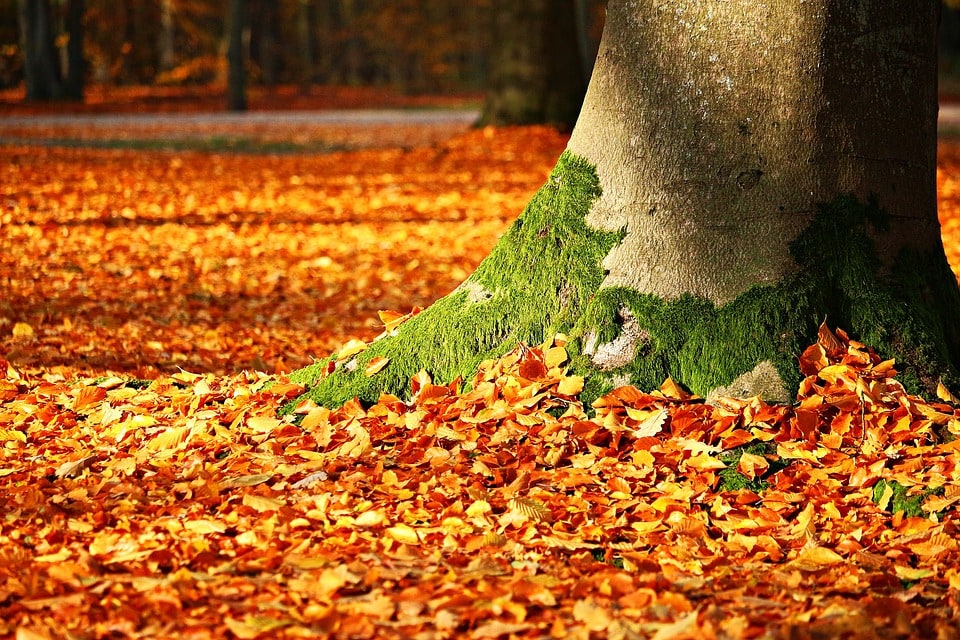 wallpaper et fond d'écran automne nature saison paysage feuilles