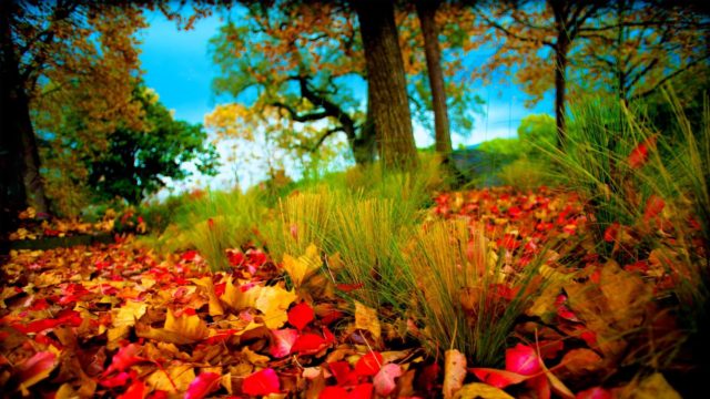 wallpaper et fond d'écran automne nature saison paysage feuilles