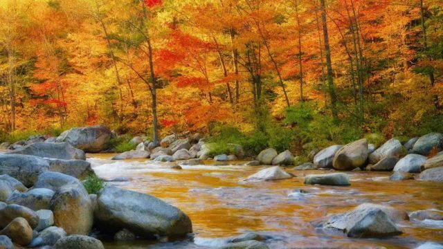 wallpaper et fond d'écran automne nature saison paysage feuilles