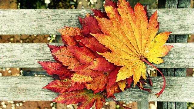 wallpaper et fond d'écran feuilles automne saison nature couleurs