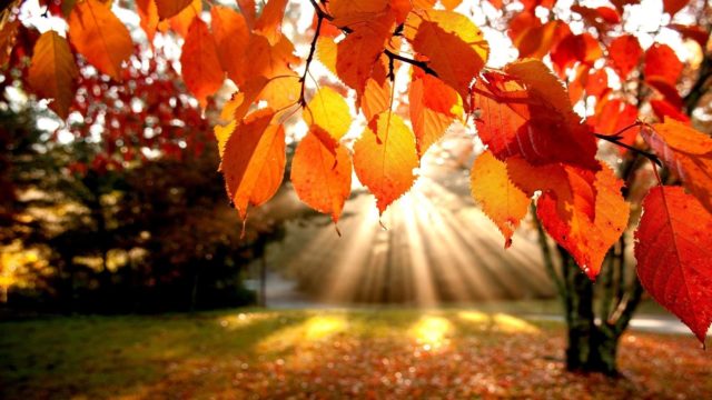 wallpaper et fond d'écran automne nature saison paysage feuilles