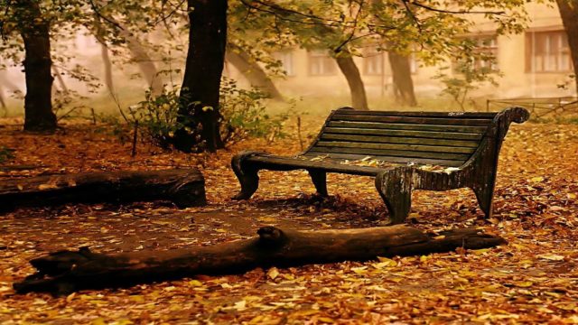 wallpaper et fond d'écran automne nature saison paysage feuilles