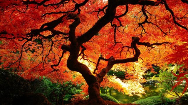 wallpaper et fond d'écran automne nature saison paysage feuilles