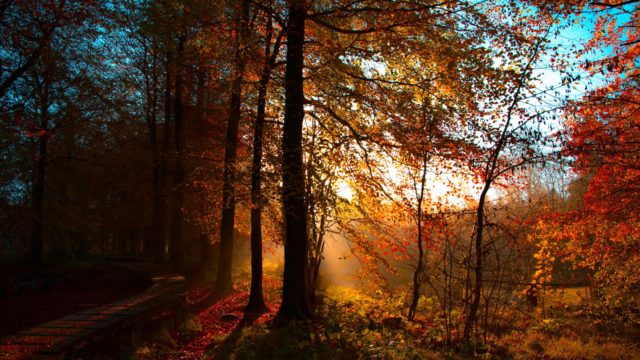 wallpaper et fond d'écran automne nature saison paysage feuilles