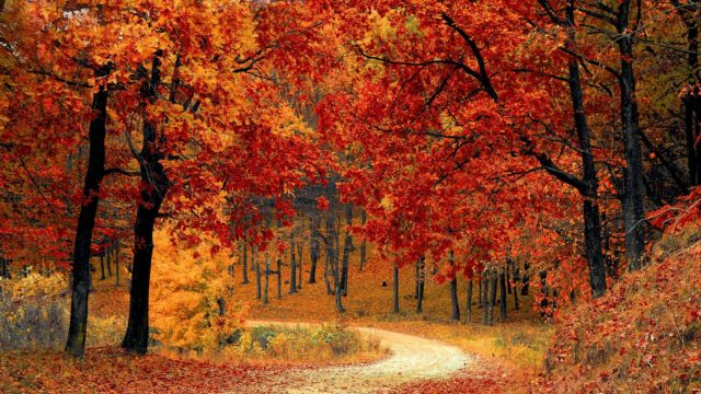 wallpaper et fond d'écran automne nature saison paysage feuilles