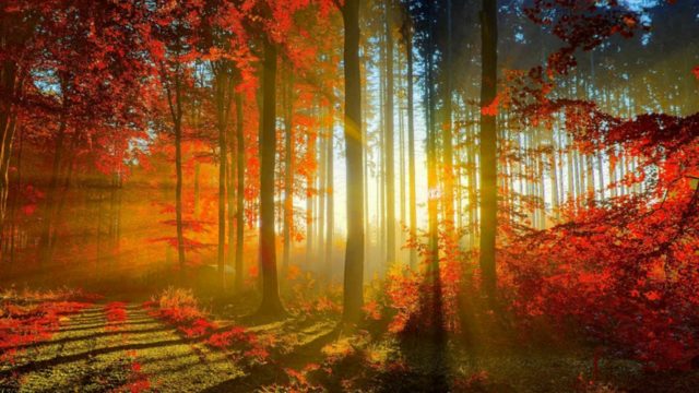 wallpaper et fond d'écran automne nature saison paysage feuilles