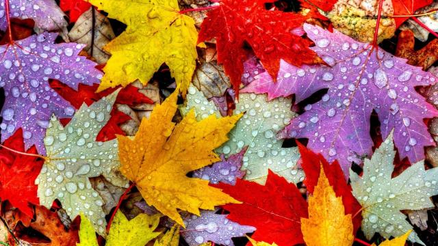 wallpaper et fond d'écran feuilles automne saison nature couleurs