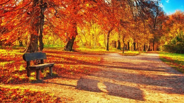 wallpaper et fond d'écran automne nature saison paysage feuilles