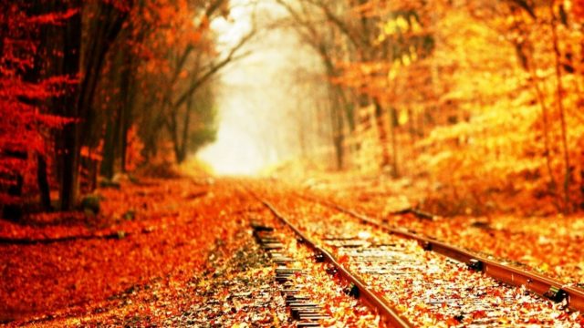 wallpaper et fond d'écran automne nature saison paysage feuilles