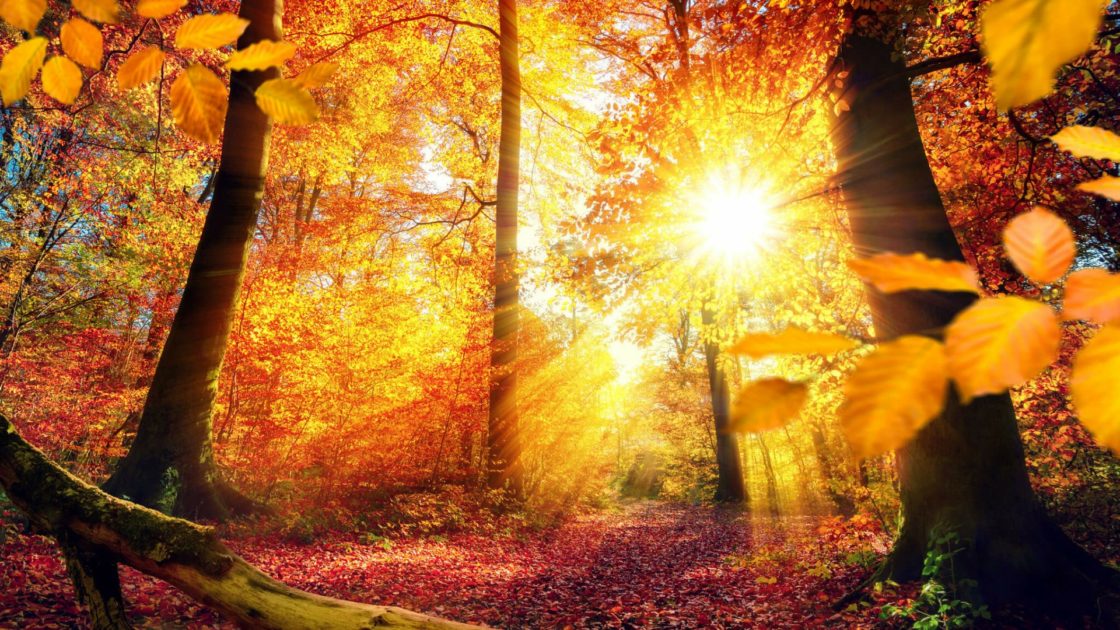 wallpaper et fond d'écran automne nature saison paysage feuilles