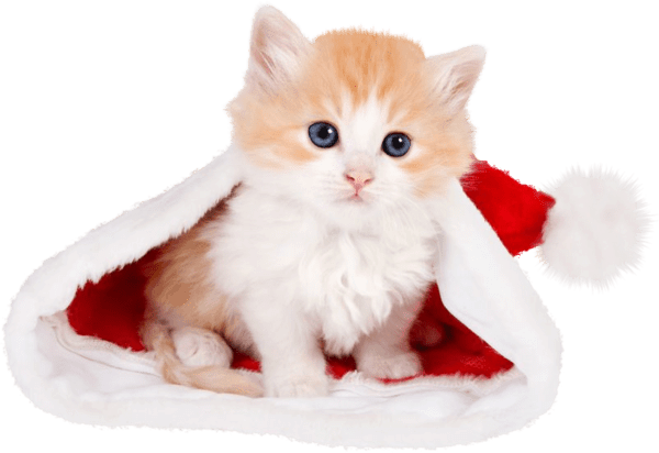 Beaux chats Noël / beautiful cats christmas