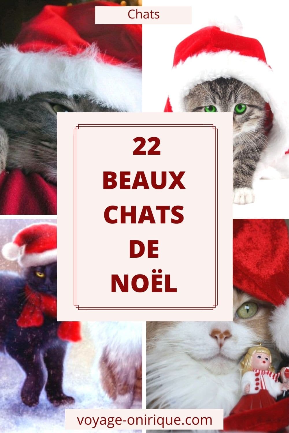 image photo chat cat chaton kitten animals animaux Noël fête célébration humour