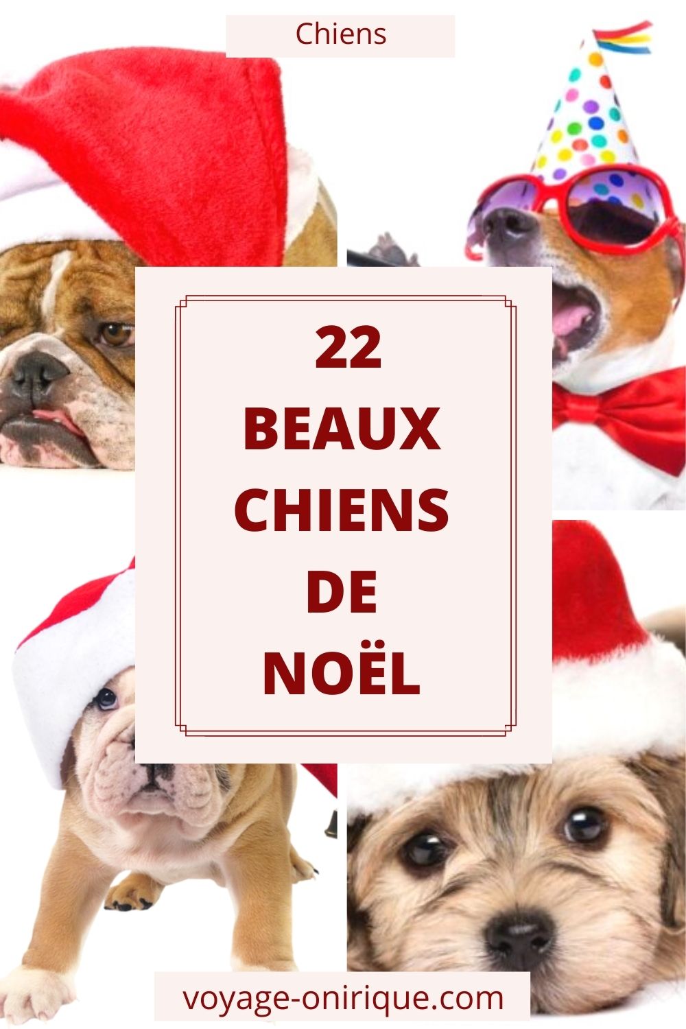 image photo chiens dogs animals animaux sélection Noël fête bonnet célébration