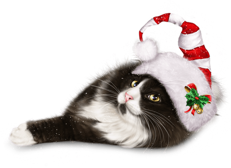 Beaux chats Noël / beautiful cats christmas