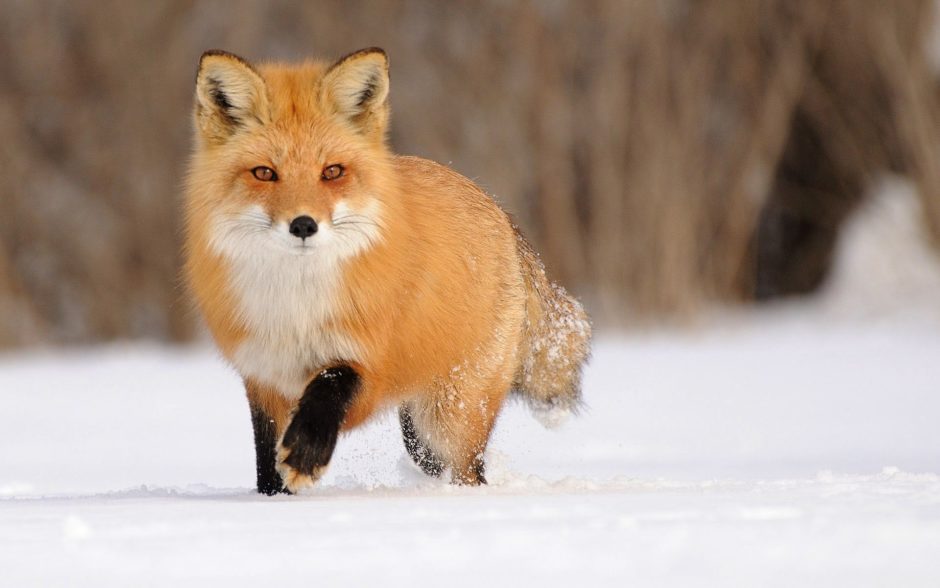 wallpaper et fond d'écran renard neige hiver nature animal animaux