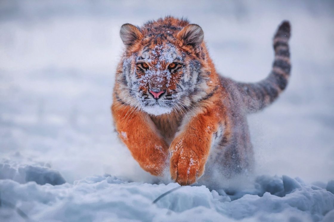 wallpaper et fond d'écran tigre félin animaux animal neige hiver nature