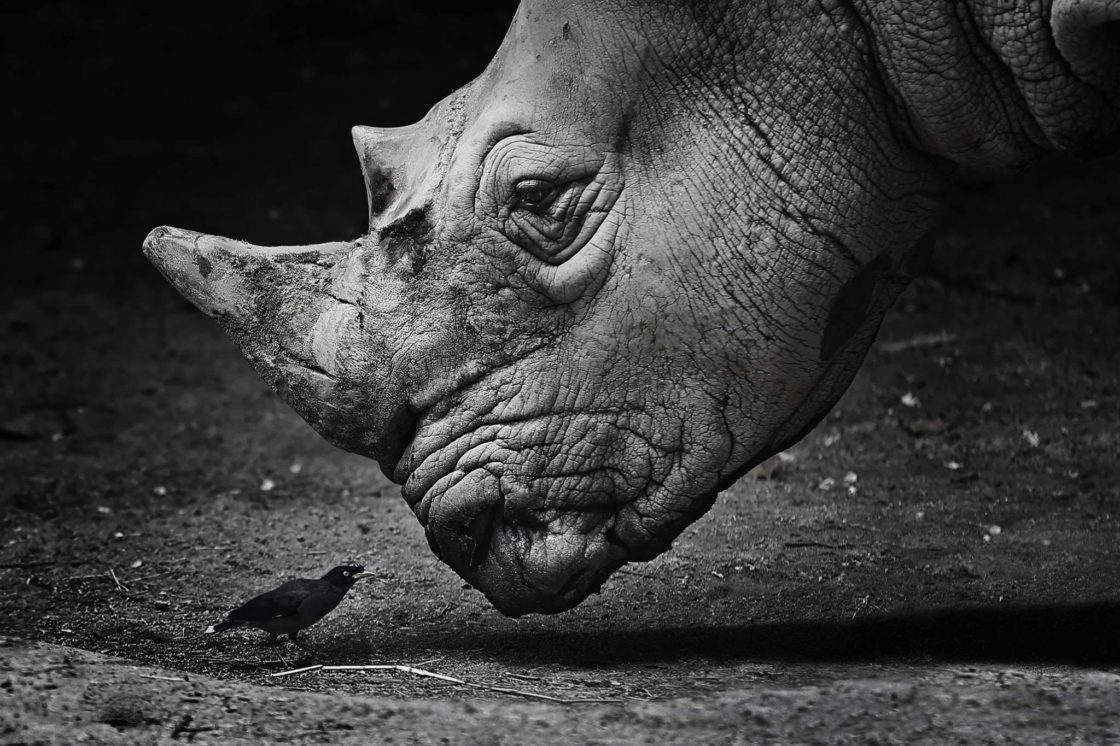 wallpaper et fond écran oiseau bird rhinocéros rhino noir et blanc black and white magnifique beau beautiful photo animals animaux portrait photographie photography sauvage animaux africains