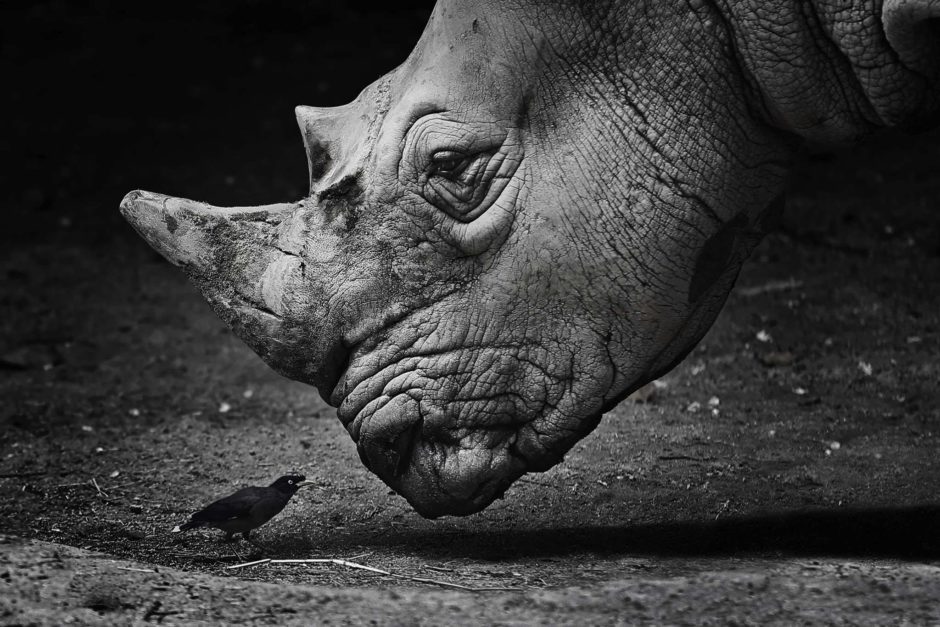 wallpaper et fond d'écran animal animaux rhinocéros noir et blanc portrait